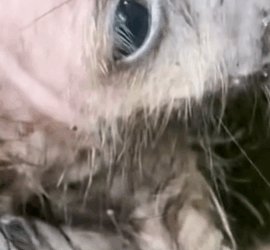 T1711006 kind girl saw poor dog decided to take it home to take care part2