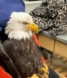 T1011015 An eagle stuck in river was rescued by us #animal #rescue #rescue part2