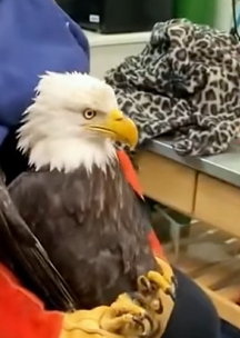 T1011015 An eagle stuck in river was rescued by us #animal #rescue #rescue part2