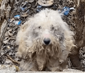 T1711029 Rescuing Dog Imprisoned Barking#dog #rescuedog #straydog part2