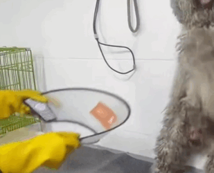 T1711033 Helping homeless dogs#dog #dogsoftiktok #rescue #rescueanimals #stray part2