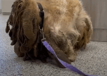 T2210010 Extremely Matted Dog Transforms To The Cutest Pup PART2