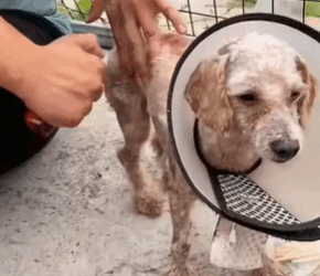 T1711034 Saving Stray Dogs in Need#rescue #rescueanimals #dog #dogsoftiktok part2