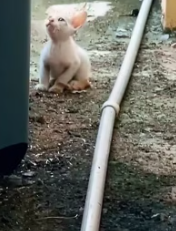 T1411034_#cat #animal #rescueanimal #rescue #fyp #foryourpage_part2