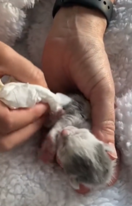 T1711035 Journey of Rescue Couple Saves Stray Cat Family Gives Them part2