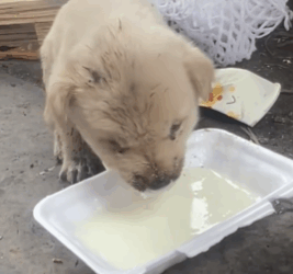 T1411033 Poor baby dog #rescue #rescueanimals #animals #puppy #fyp part2