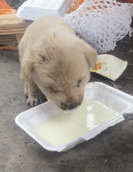 T1411033 Poor baby dog #rescue #rescueanimals #animals #puppy #fyp part2