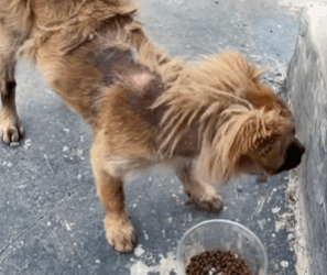 T1711036 Stray dog rescue# #dog #dogs #dogsoftiktok #straydog #rescuedog part2
