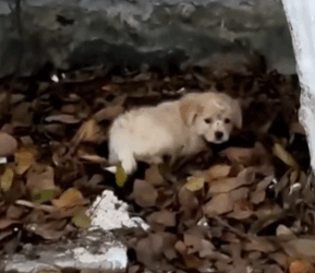 T1411031 Rescue baby dog on road #rescue #animals #animalsoftiktok #rescue part2