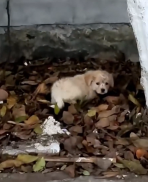 T1411031 Rescue baby dog on road #rescue #animals #animalsoftiktok #rescue part2