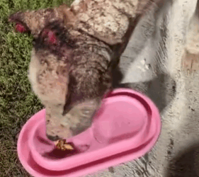 T1711038 After fighting his life months, it finally time part2