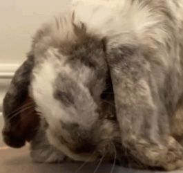 T1411026 moment he surprised everyone happy binkies Lousi told us part2