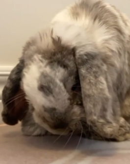 T1411026 moment he surprised everyone happy binkies Lousi told us part2