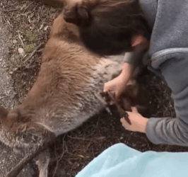 T1711037 Woman Rescues an Orphaned Baby Kangaroo Its Miraculous Journey part2