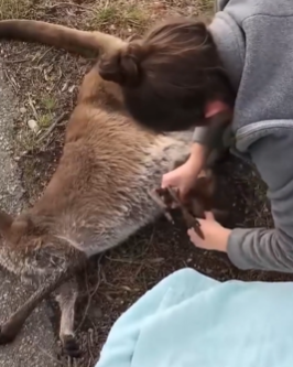 T1711037 Woman Rescues an Orphaned Baby Kangaroo Its Miraculous Journey part2