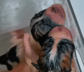 T1411024 two lucky puppies get help family ending .#cuteanimals part2