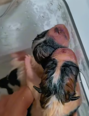 T1411024 two lucky puppies get help family ending .#cuteanimals part2