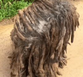 T1711039 Rescuing dog captivity#rescue #rescueanimals #dog #dogsoftiktok part2