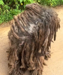 T1711039 Rescuing dog captivity#rescue #rescueanimals #dog #dogsoftiktok part2