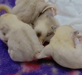 T1411023 lucky squirrels were helped by girl #cuteanimals #squirrel part2