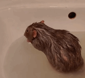 T1411022 It rainning, mouse no longger has home ,but luckily he gets help part2