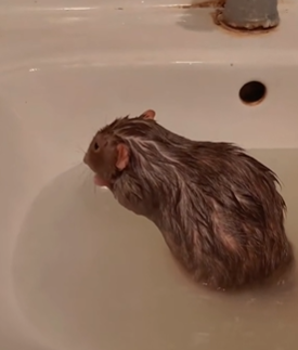 T1411022 It rainning, mouse no longger has home ,but luckily he gets help part2