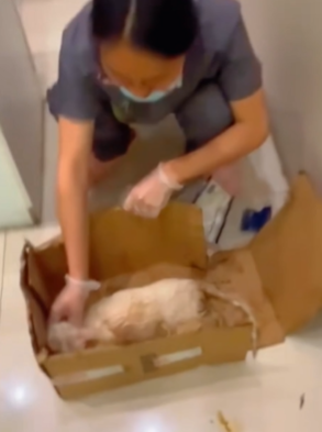 T1411021 poor stray stray cat was adopted by family ended .#cutepart2