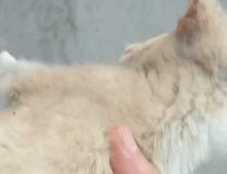 T1711008 Rescue homeless dog lost mother#animals #rescue #rescuedog #dog part2