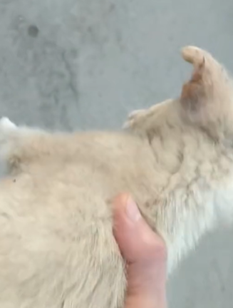 T1711008 Rescue homeless dog lost mother#animals #rescue #rescuedog #dog part2