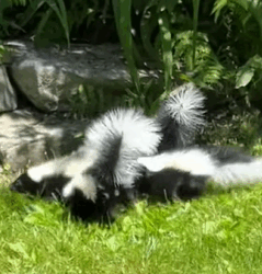 T1011005 Skunk stuck in snow rescued by man #rescue #rescueanimals #animals part2