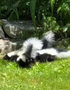 T1011005 Skunk stuck in snow rescued by man #rescue #rescueanimals #animals part2