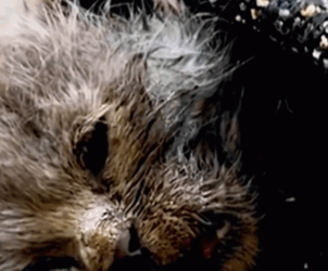 T1411018_Abandoned kitten on street was fortunately adopted by man part2