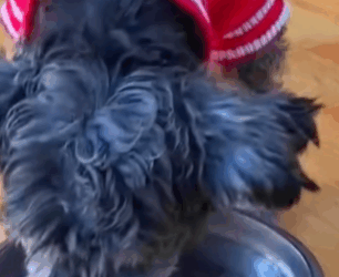 T1411017 girl rescues stray dog stuck in trash can ending part2