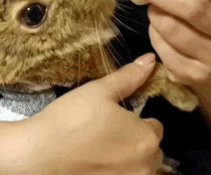 T1411019 wild rabbit was carried away by weasel was fortunately helped part2