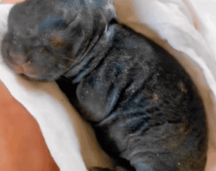 T1411020_lucky baby rabbit is adopted by family ending.#cuteanimal part2