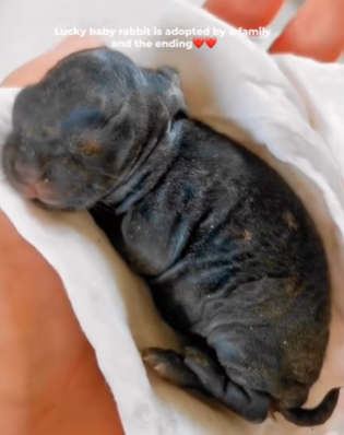 T1411020_lucky baby rabbit is adopted by family ending.#cuteanimal part2