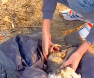 T1411014 cute animals .#cuteanimals #dog #cute #lovedogs part2