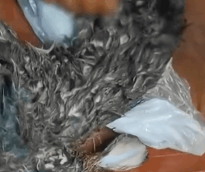 T1411016 family rescues rabbit stream then #cuteanimals #rabbit part2