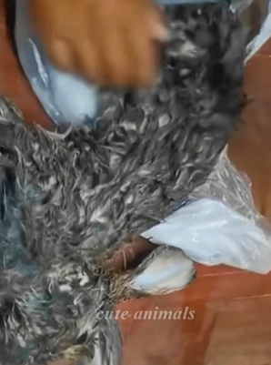 T1411016 family rescues rabbit stream then #cuteanimals #rabbit part2