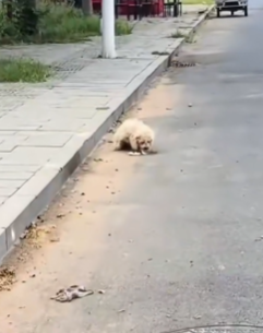 T1411015 #rescue #animals #dogs #dog part2