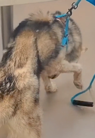 T1411011 cute animals !#animals #dog #cute #lovedogs part2