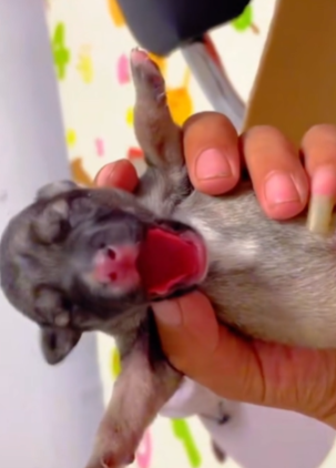 T1411012 Cute animals. Let protect care animals around us part2