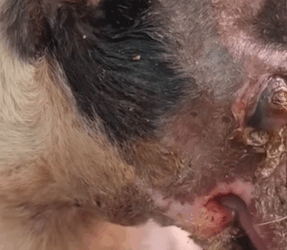 T1711007 Save sick dog#rescue #animals #rescueanimals #dog #puppy  part2