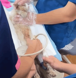 T1011019 poor stray cat was beaten stealing food #cat #catsoftiktok part2