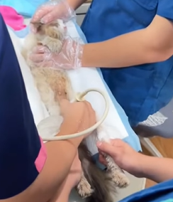 T1011019 poor stray cat was beaten stealing food #cat #catsoftiktok part2