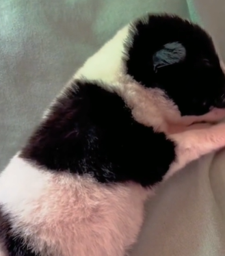 T1411009 Cute animals #animals #dog #cute part2