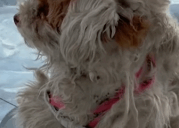 T0211039 The poor dog lies in the middle of an icy lake suffering from hunger part2