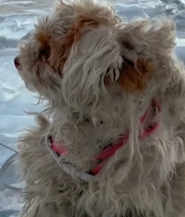 T0211039 The poor dog lies in the middle of an icy lake suffering from hunger part2