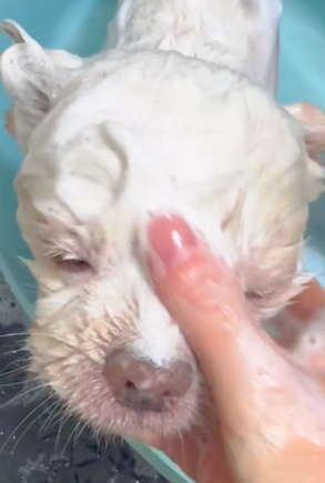 T1411010 Cute animals. Let protect care animals around us. part2