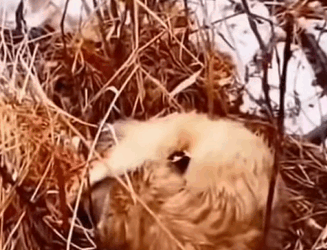 T0211049 two poor stray dogs part2